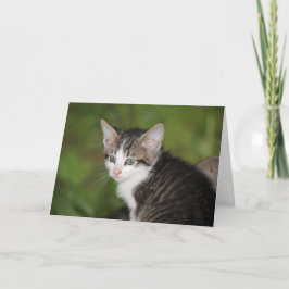 Kitten Kaart