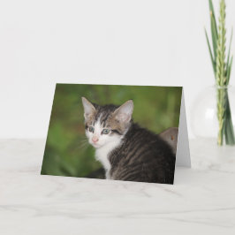 Kitten Kaart