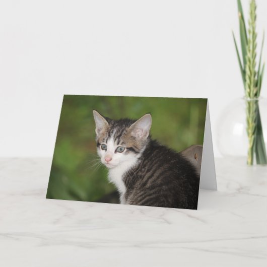 Kitten Kaart (Voorkant)