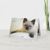 Kitten Kaart (Achterkant)