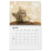 Kitten Kalender (Mar 2027)