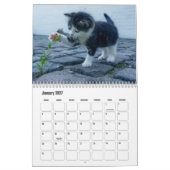 Kitten Kalender (Jan 2027)