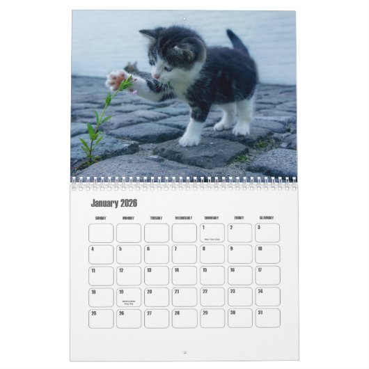 Kitten Kalender (Jan 2026)