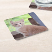 Kitten Kartonnen Onderzetters (Schuin)