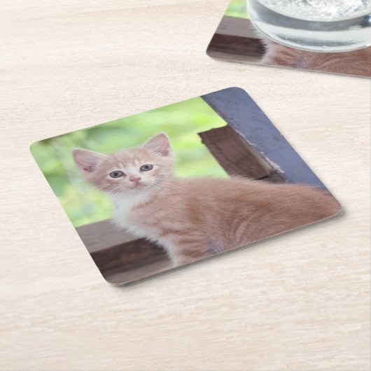 Kitten Kartonnen Onderzetters (Schuin)