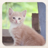 Kitten Kartonnen Onderzetters (Voorkant)