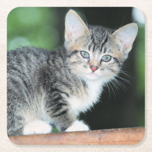 Kitten Kartonnen Onderzetters