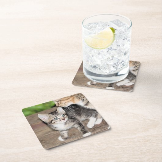 Kitten Kartonnen Onderzetters (Insitu)