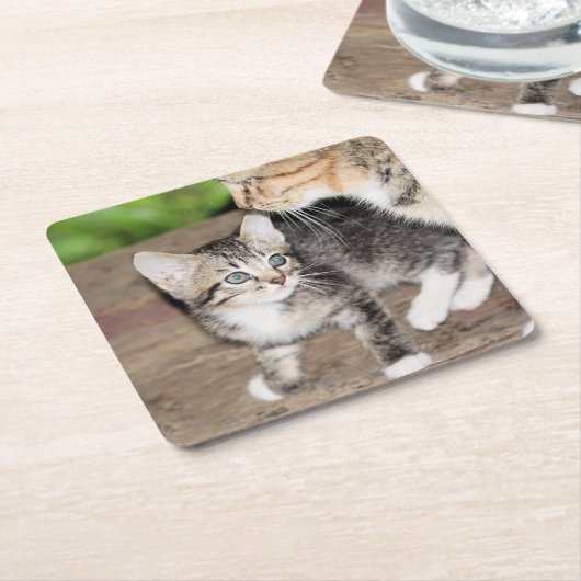 Kitten Kartonnen Onderzetters (Schuin)