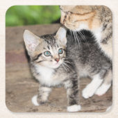 Kitten Kartonnen Onderzetters (Voorkant)