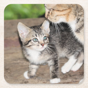 Kitten Kartonnen Onderzetters