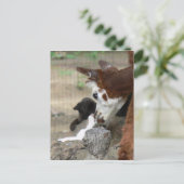 Kitten Kisses voor het Briefkaart Alpaca (Staand voorkant)