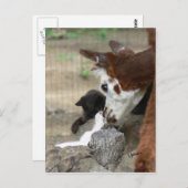 Kitten Kisses voor het Briefkaart Alpaca (Voorkant / Achterkant)