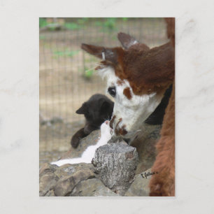 Kitten Kisses voor het Briefkaart Alpaca