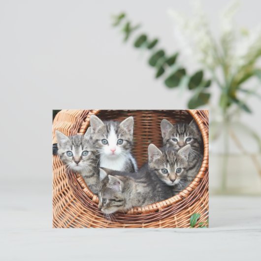 Kitten Kitty Cat Cute Fun Briefkaart (Staand voorkant)