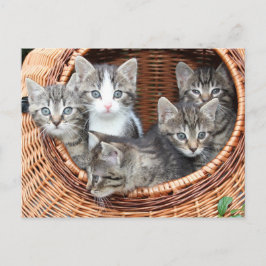 Kitten Kitty Cat Cute Fun Briefkaart