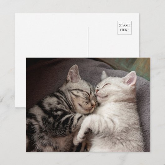 Kitten Kitty Cat Cute Fun Briefkaart (Voorkant / Achterkant)