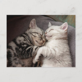 Kitten Kitty Cat Cute Fun Briefkaart