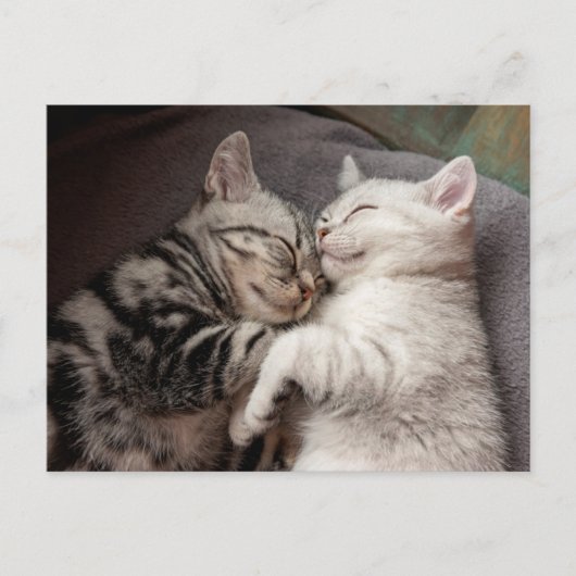 Kitten Kitty Cat Cute Fun Briefkaart (Voorkant)