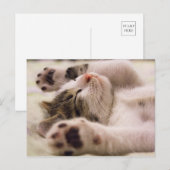 Kitten Kitty Cat Cute Fun Postcard Briefkaart (Voorkant / Achterkant)