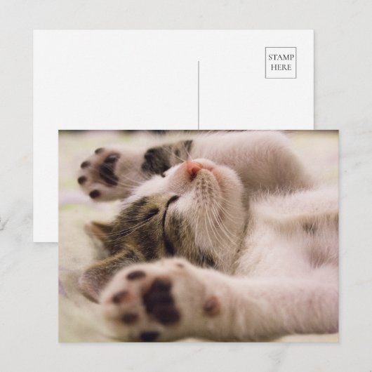Kitten Kitty Cat Cute Fun Postcard Briefkaart (Voorkant / Achterkant)