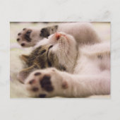Kitten Kitty Cat Cute Fun Postcard Briefkaart (Voorkant)