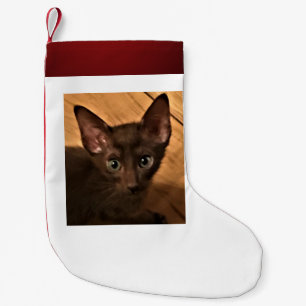 Kitten Kleine Kerstsok