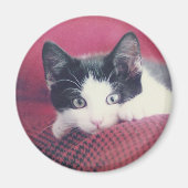 Kitten Koelkast Magnet (Voorkant)
