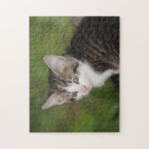 Kitten
