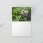 Kitten Love Kaart (Binnen)