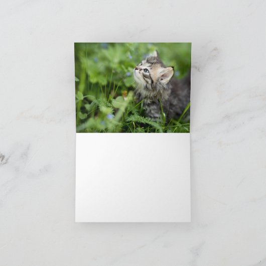 Kitten Love Kaart (Binnen)