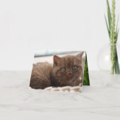 Kitten Love Kaart (Achterkant)