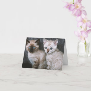 Kitten Love Kaart