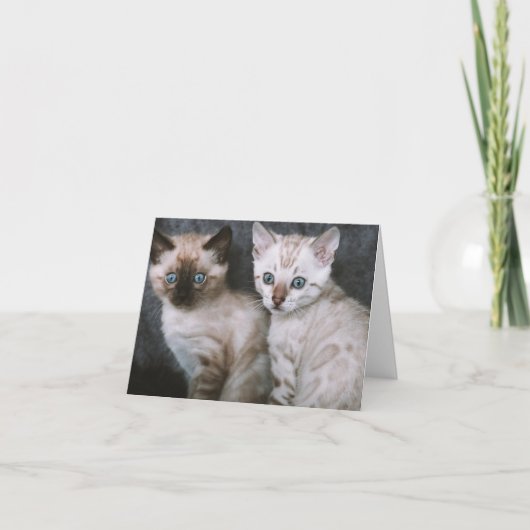 Kitten Love Kaart (Voorkant)