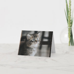 Kitten Love Kaart