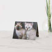 Kitten Love Kaart (Achterkant)