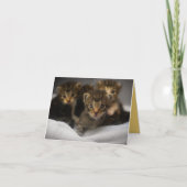 Kitten Love Kaart (Voorkant)