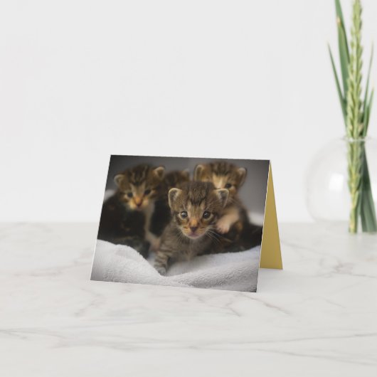 Kitten Love Kaart (Voorkant)