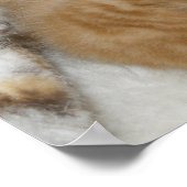 Kitten Love Poster (Hoek)