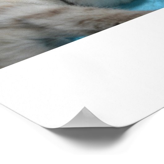 Kitten Love Poster (Hoek)