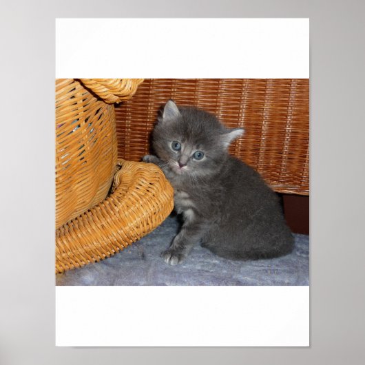 Kitten Love Poster (Voorkant)