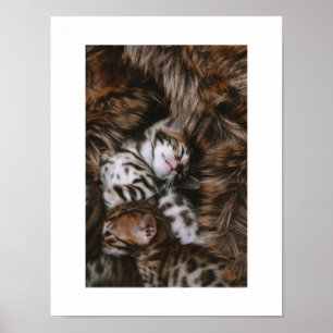 Kitten Love Poster