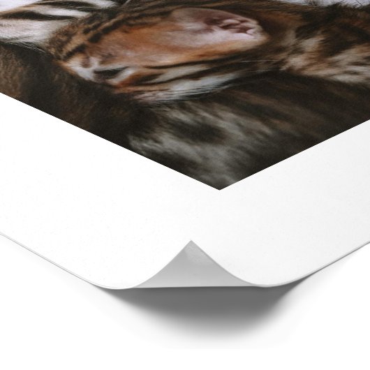 Kitten Love Poster (Hoek)