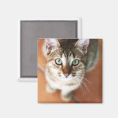 Kitten Magneet (Voorkant / Achterkant)