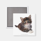 Kitten Magneet (Voorkant / Achterkant)