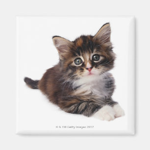 Kitten Magneet