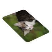 Kitten Magneet (Rechterzijde)