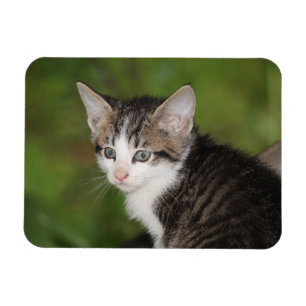 Kitten Magneet