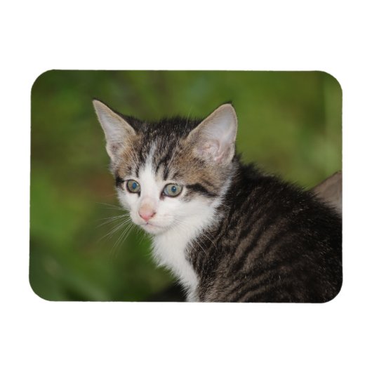 Kitten Magneet (Horizontaal)