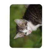 Kitten Magneet (Verticaal)